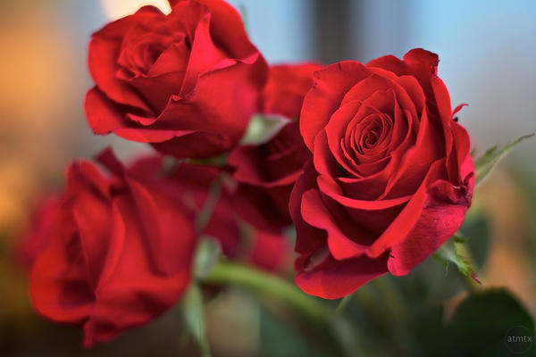valentines-roses_l