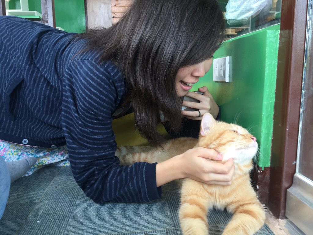猫カフェがsmシーサイドシティモールに登場 かわいい猫達とじゃれ合って癒やされてみる フィリピン最新情報ブログ