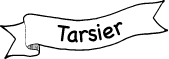 Tarsier