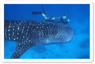 ジンベイ鮫とダイビングのイメージ画像