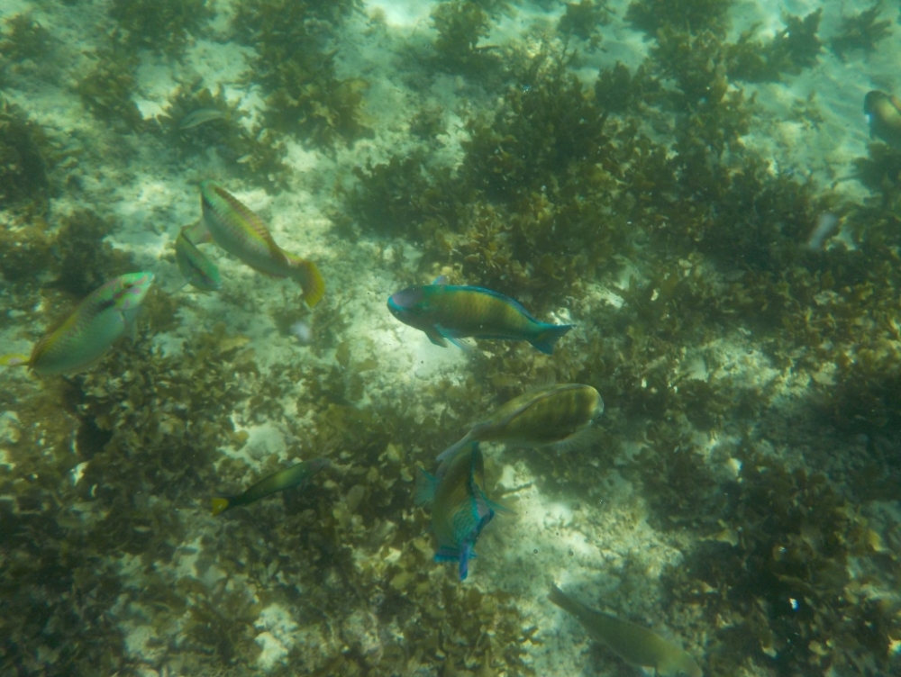 �ץ��ơ������ �٥� �꥾���ȡ����� 6