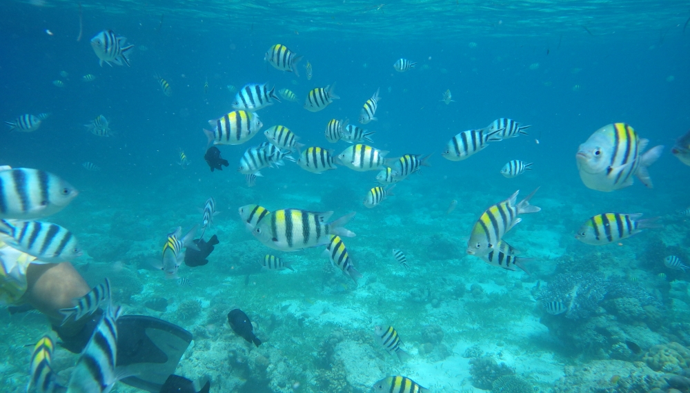 �ץ��ơ������ �٥� �꥾���ȡ����� 1