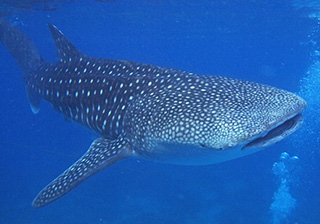 早朝ジンベイシュノーケリングツアーの画像1