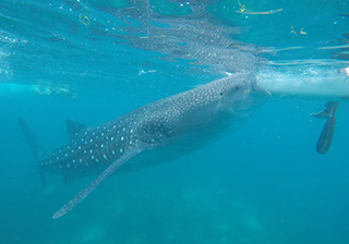 早朝ジンベイシュノーケリングツアーの画像2