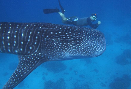 セブ島に行ったら１度は経験したい！ジンベエザメとシュノーケリング体験つきプラン！の画像1