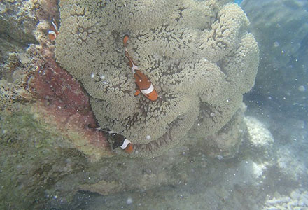 セブ島に行ったら１度は経験したい！ジンベエザメとシュノーケリング体験つきプラン！の画像4